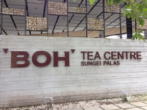 Cameron Highlands-064